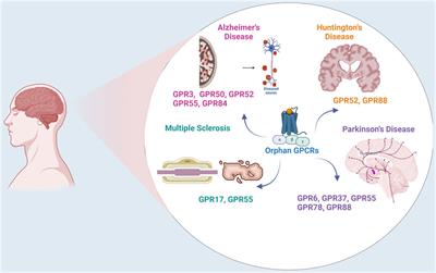 Exploring orphan GPCRs in neurodegenerative diseases